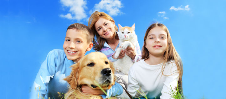 Group of cats and dogs in white background, cat and dog